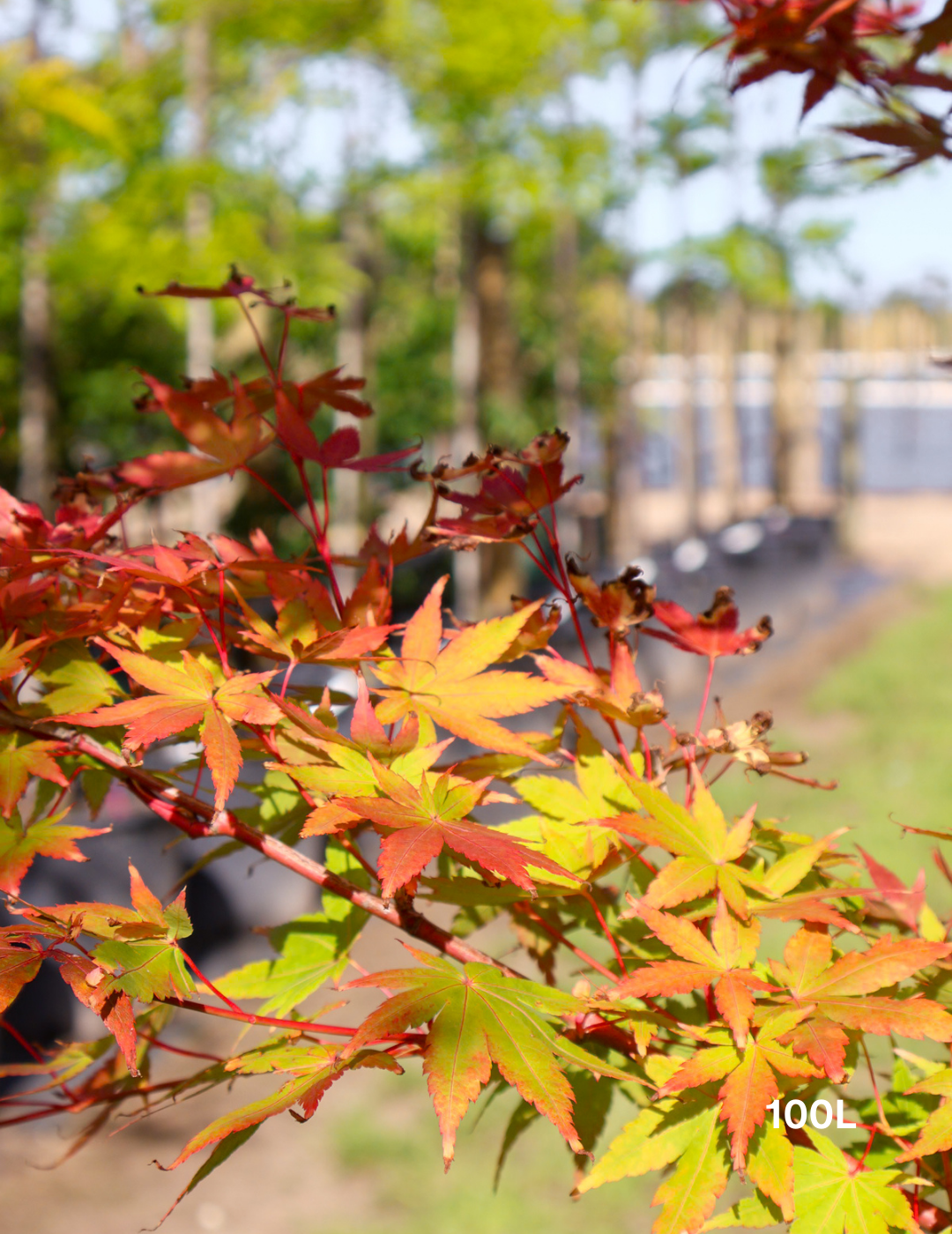 Acer palmatum Sango Kaku 'Senkaki' - Japanese Maple - Evergreen Trees Direct