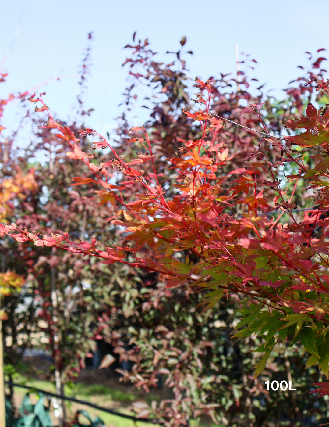 Acer palmatum Sango Kaku 'Senkaki' - Japanese Maple - Evergreen Trees Direct