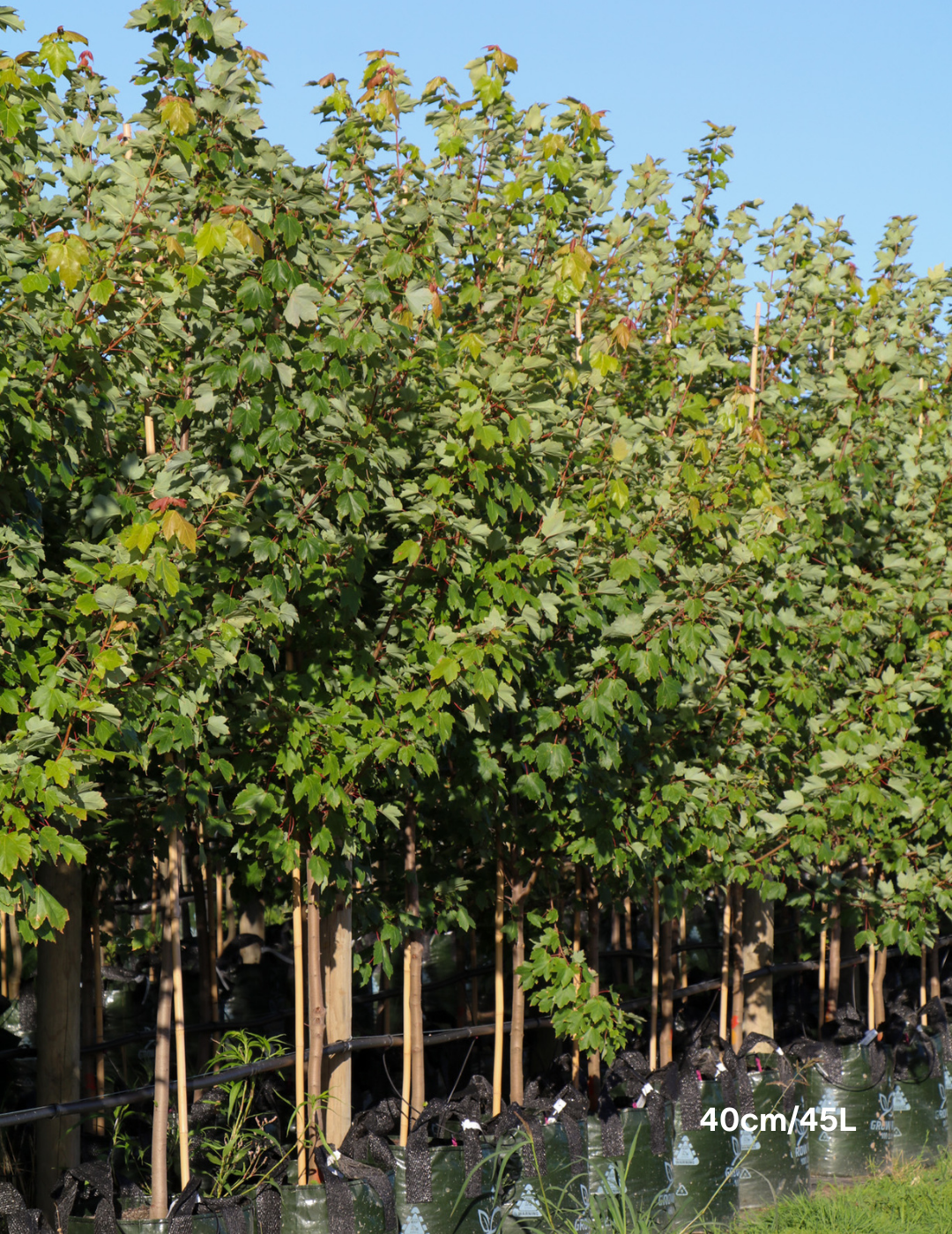 Acer rubrum 'Autumn Red' - Canadian Maple - Evergreen Trees Direct