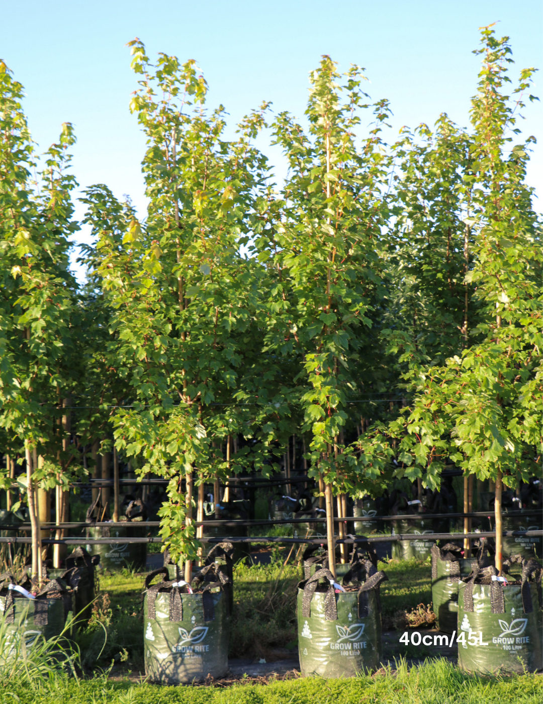 Acer rubrum 'Autumn Red' - Canadian Maple - Evergreen Trees Direct