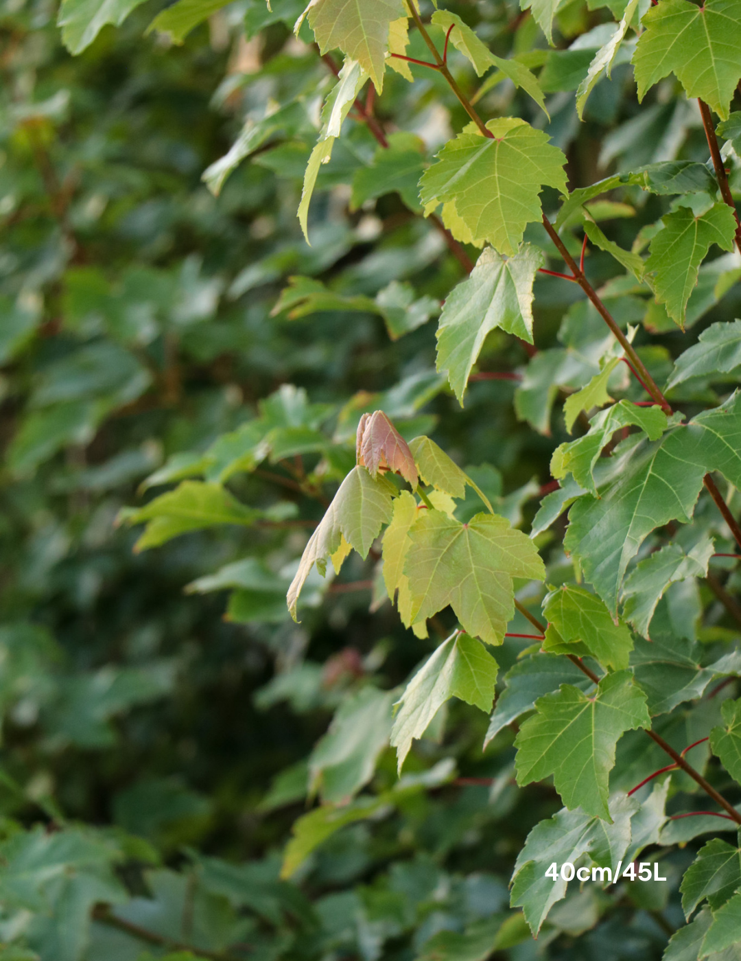 Acer rubrum 'Autumn Red' - Canadian Maple - Evergreen Trees Direct