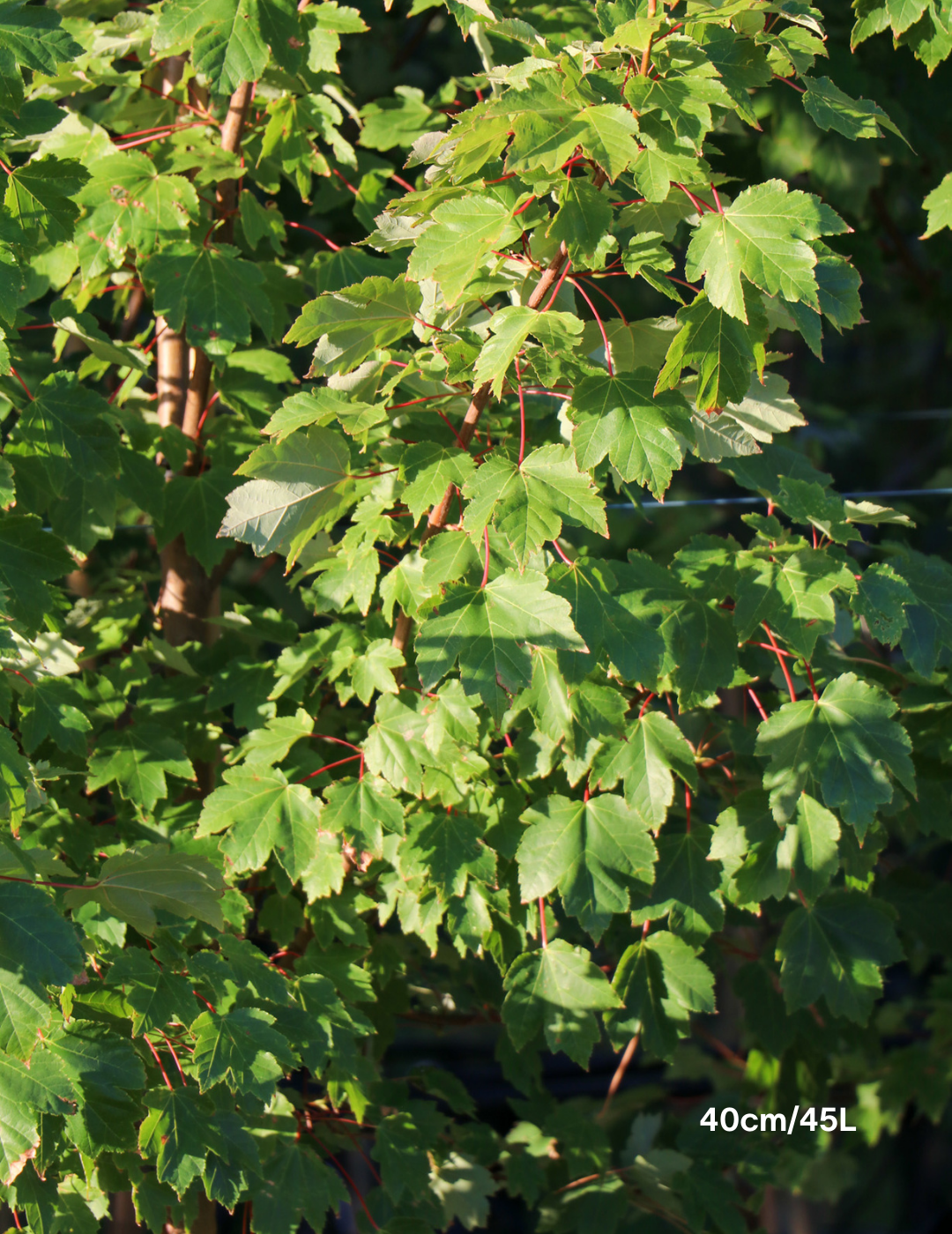 Acer rubrum 'Autumn Red' - Canadian Maple - Evergreen Trees Direct