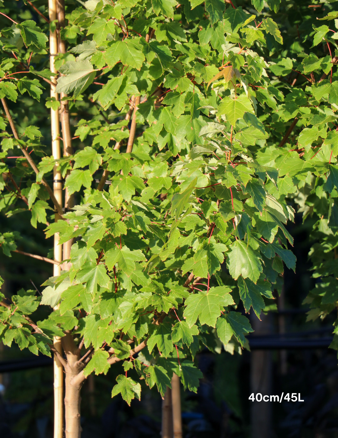 Acer rubrum 'Autumn Red' - Canadian Maple - Evergreen Trees Direct