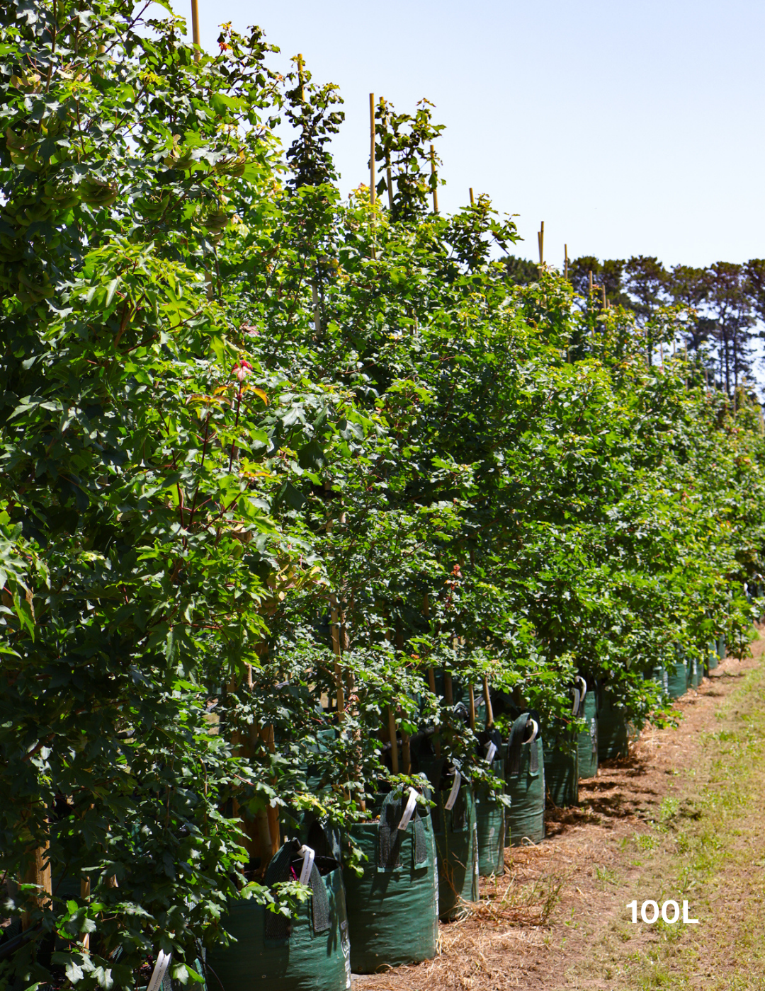 Acer campestre - Field maple