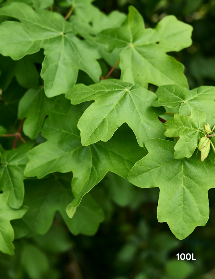 Acer campestre - Field maple