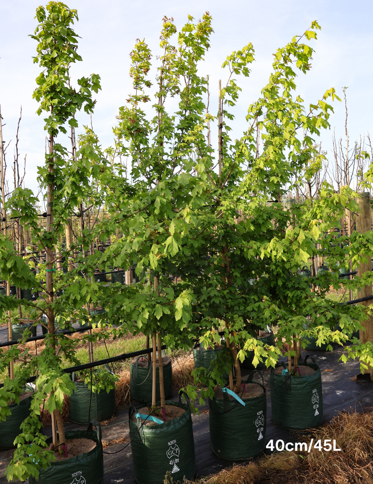 Acer campestre - Field maple