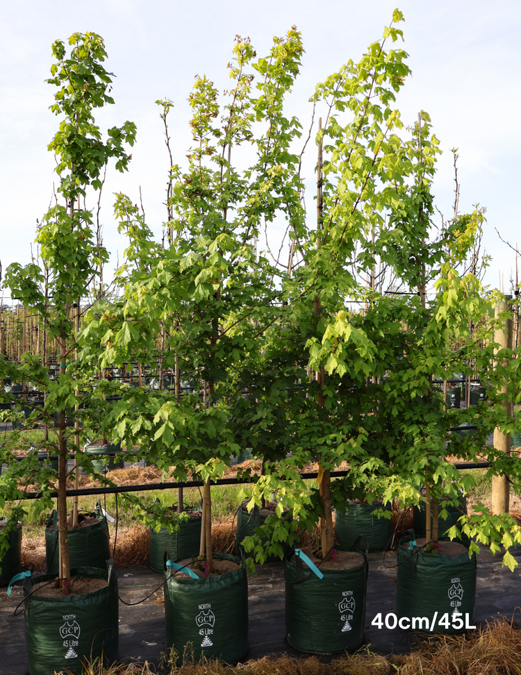 Acer campestre - Field maple