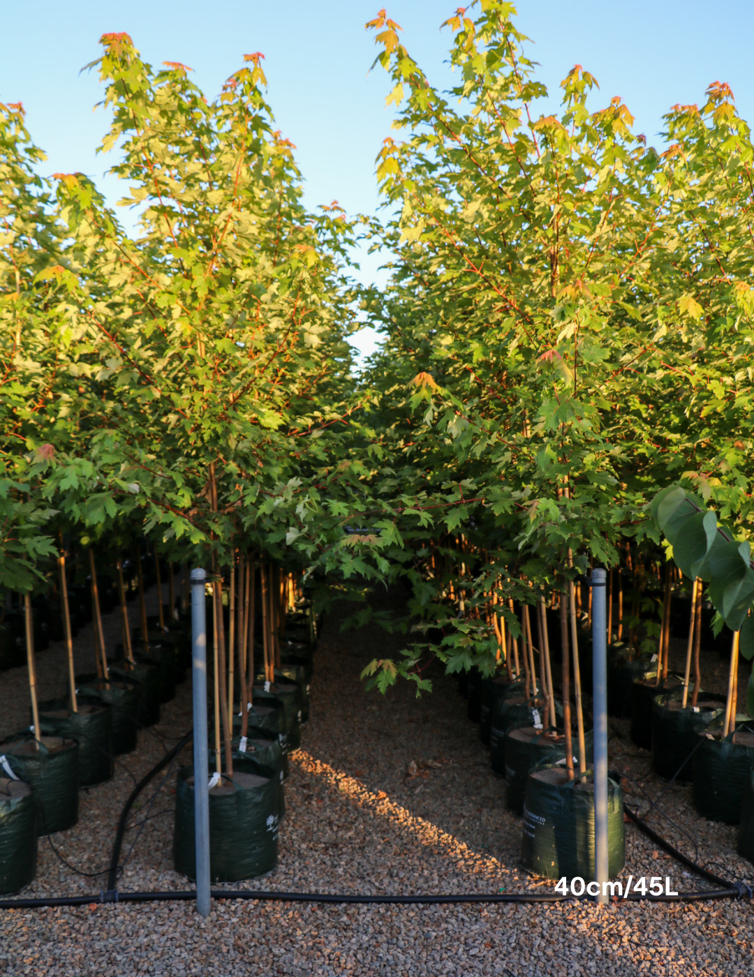 Acer rubrum 'Fairview Flame' - Canadian Maple - Evergreen Trees Direct