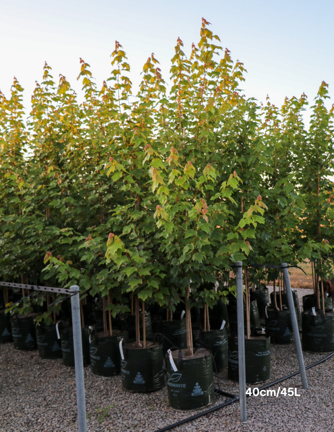 Acer rubrum 'Fairview Flame' - Canadian Maple - Evergreen Trees Direct