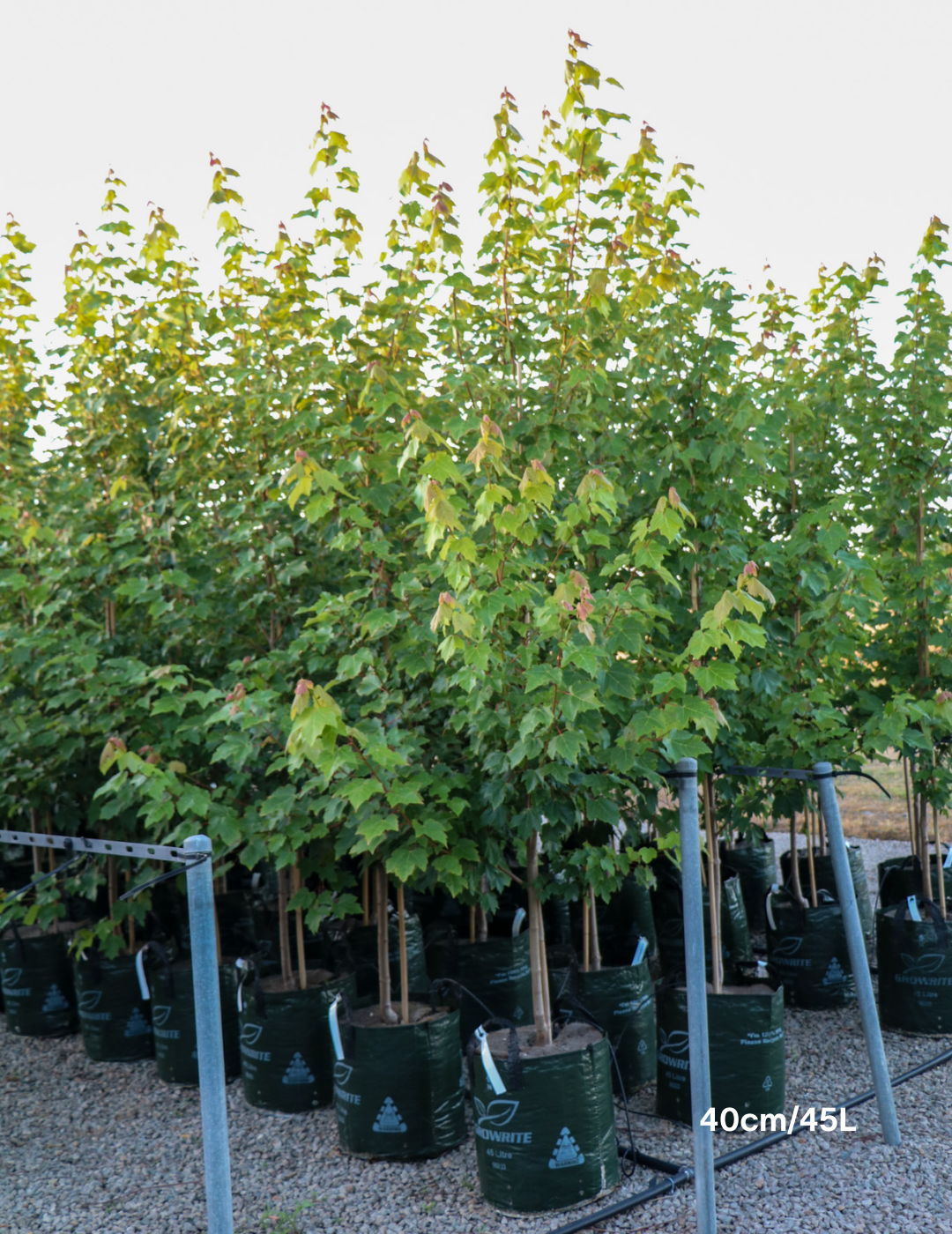 Acer rubrum 'Fairview Flame' - Canadian Maple - Evergreen Trees Direct