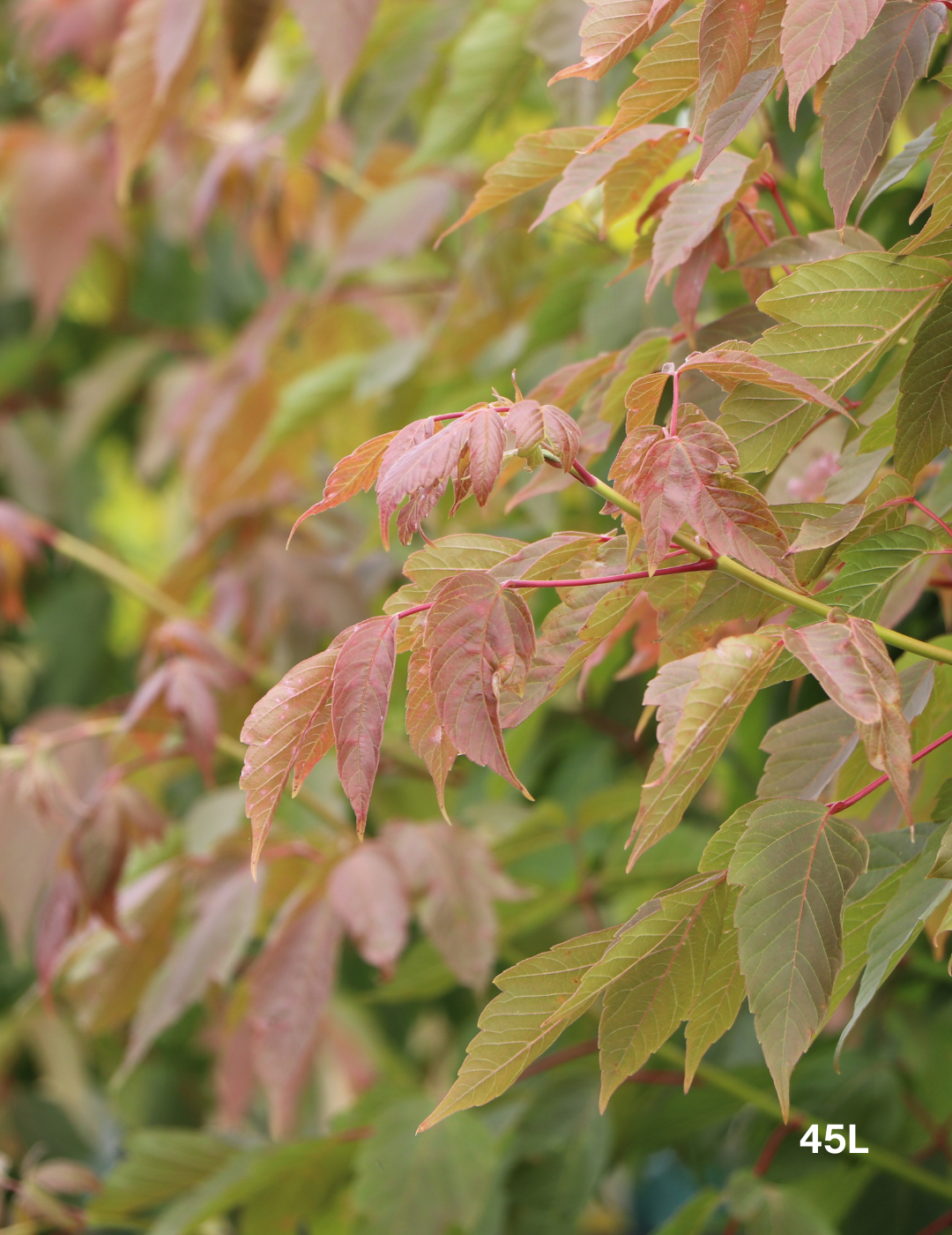 Acer negundo 'Sensation'