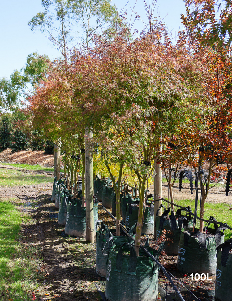 Acer palmatum dissectum 'Seiryu' (Japanese Maple)