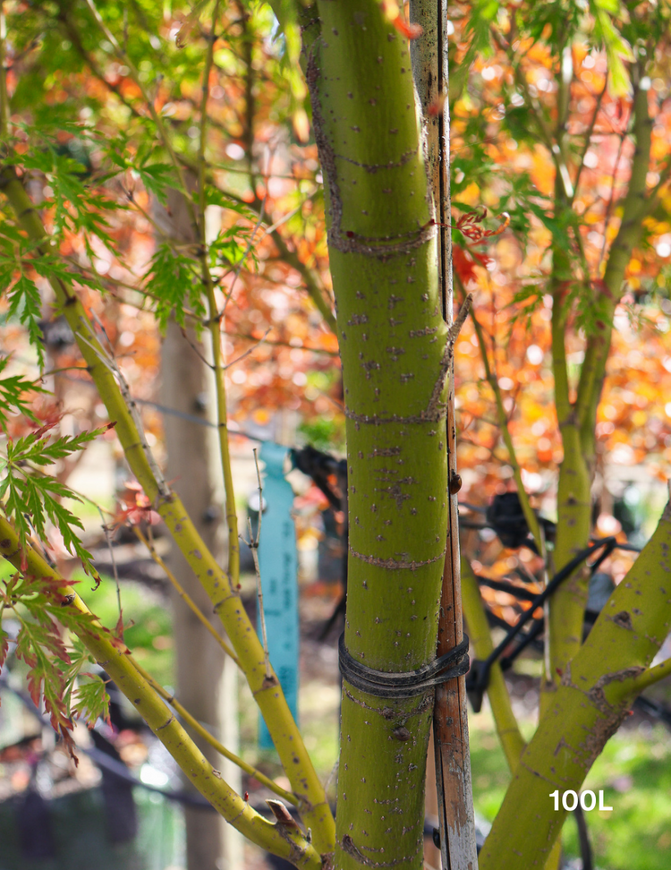 Acer palmatum dissectum 'Seiryu' (Japanese Maple)