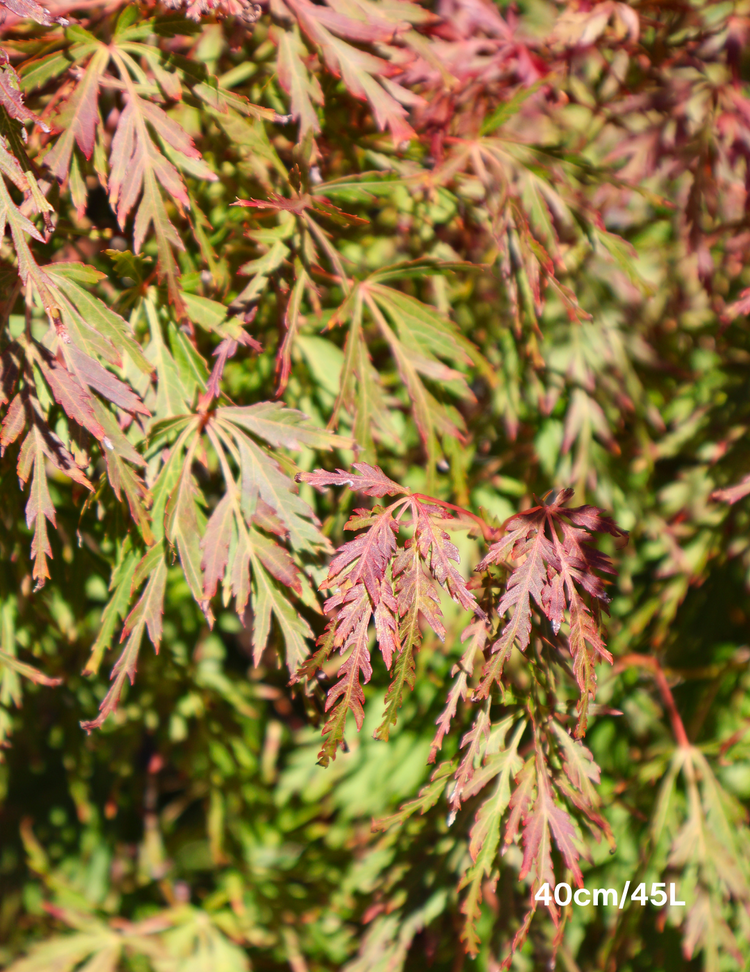 Acer palmatum dissectum 'Seiryu' (Japanese Maple)