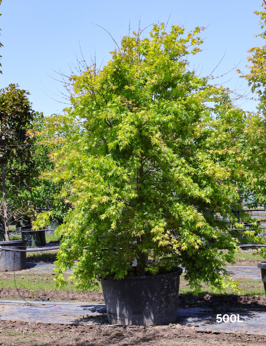 Acer palmatum dissectum 'Seiryu' (Japanese Maple) - Evergreen Trees Direct