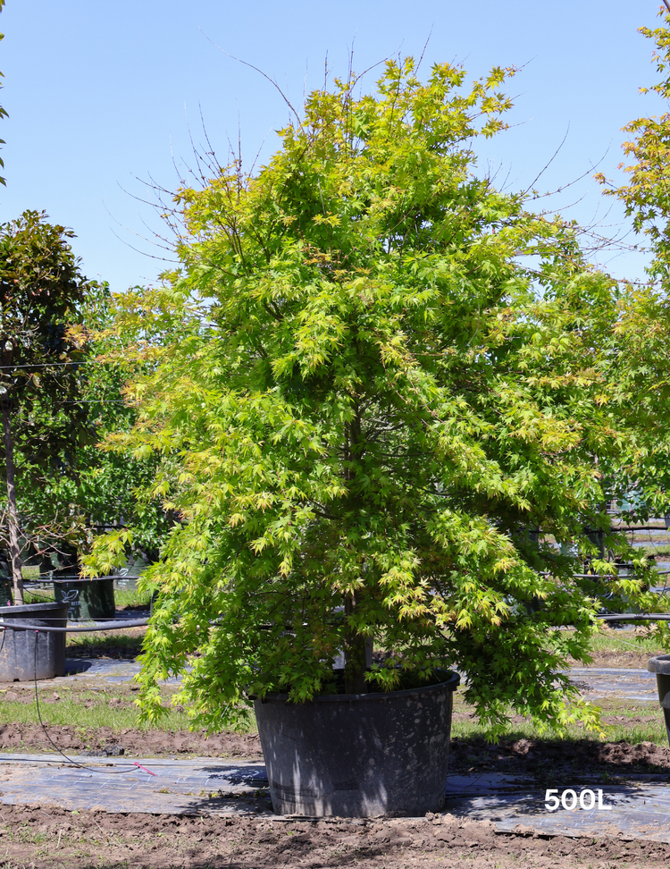 Acer palmatum dissectum 'Seiryu' (Japanese Maple)