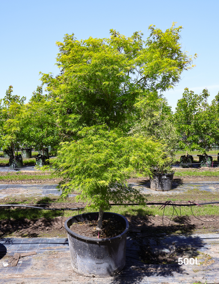 Acer palmatum dissectum 'Seiryu' (Japanese Maple)