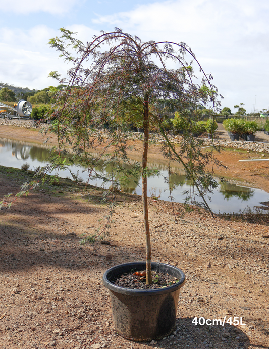 Acer palmatum dissectum 'Waterfall' Weeper