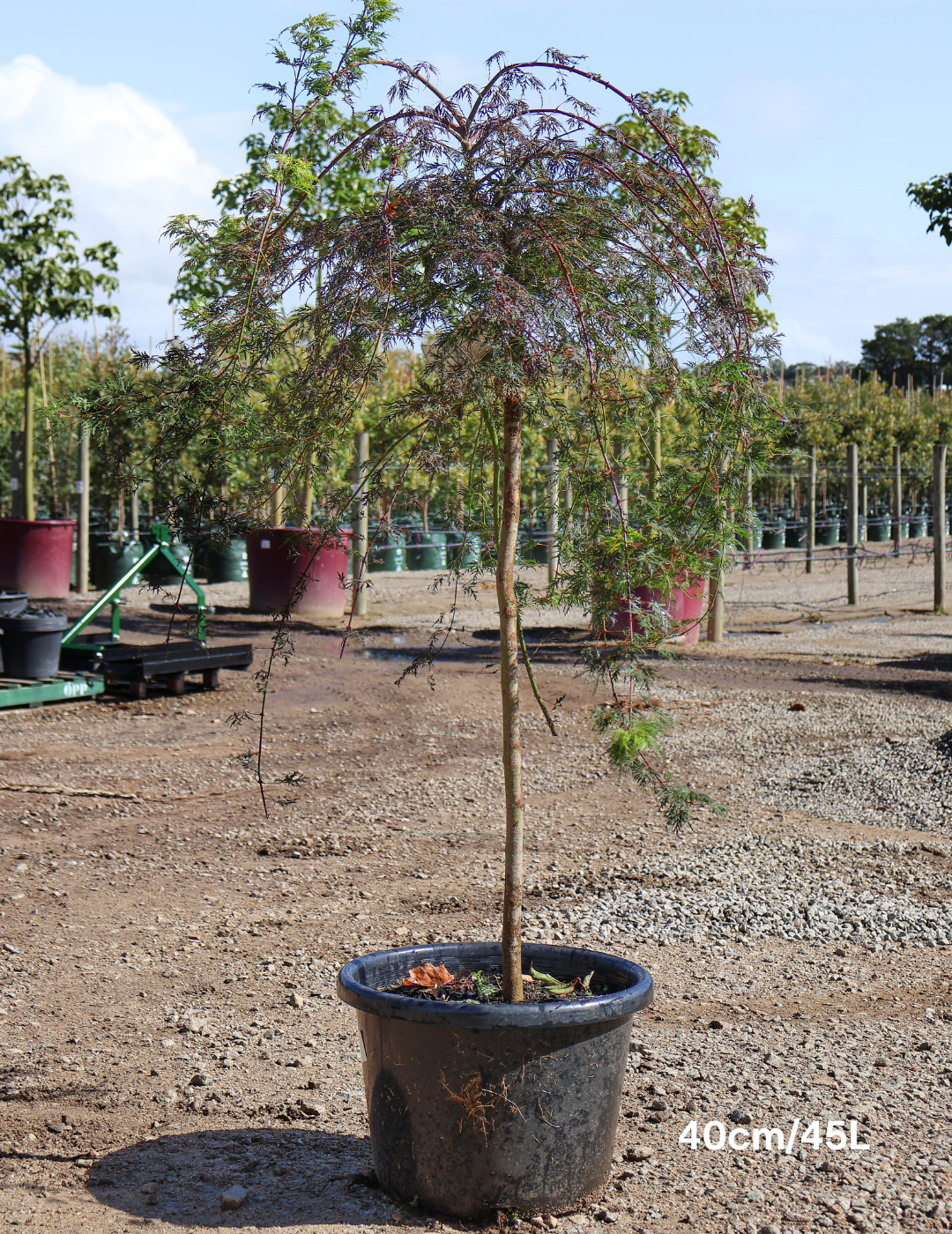 Acer palmatum dissectum 'Waterfall' Weeper