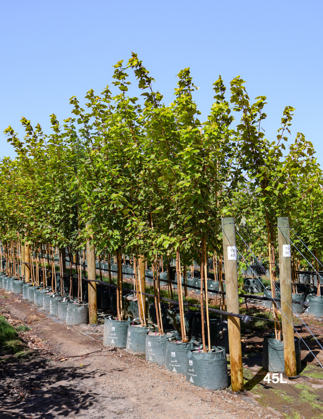 Acer rubrum 'October Glory' - Evergreen Trees Direct