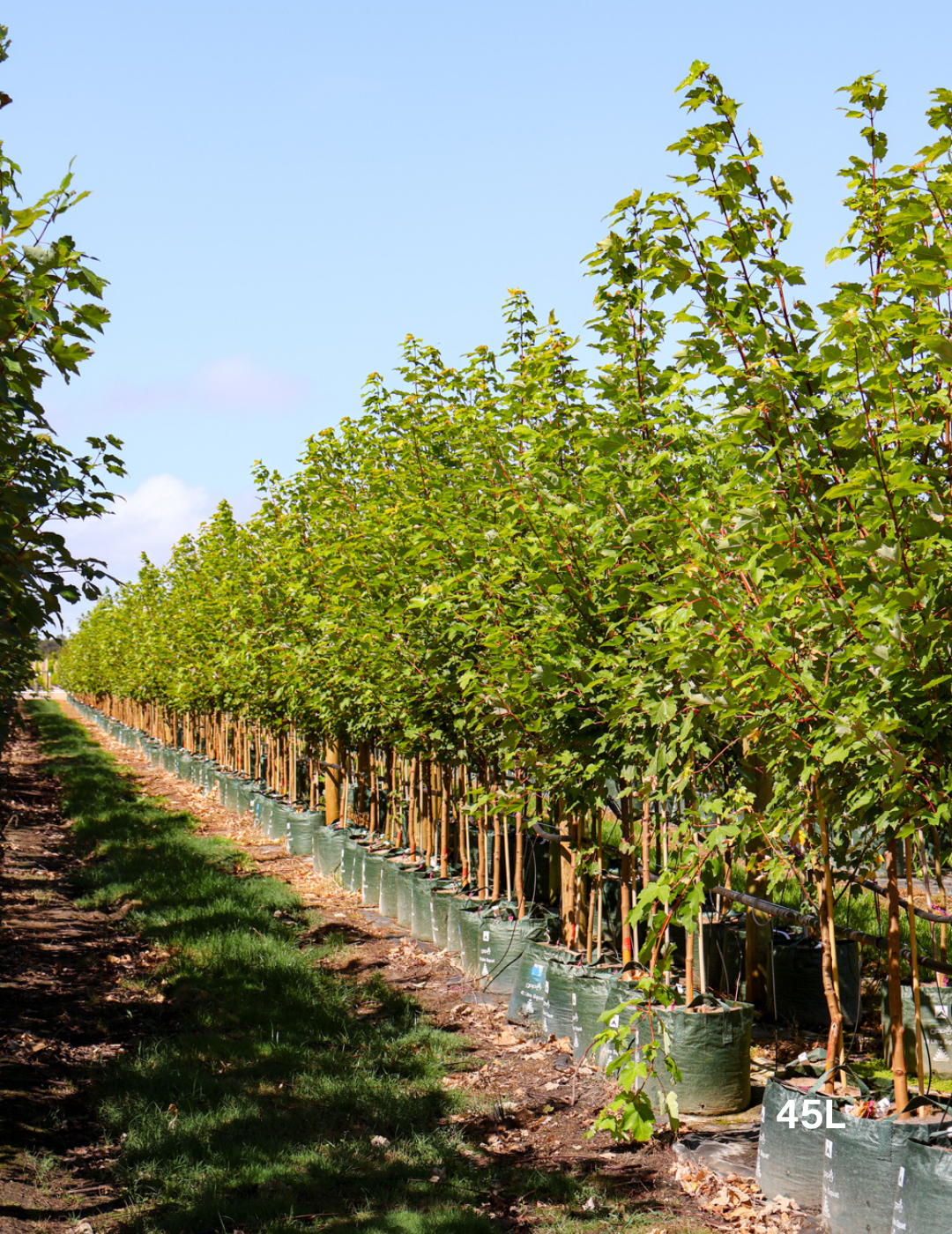 Acer rubrum 'October Glory' - Evergreen Trees Direct