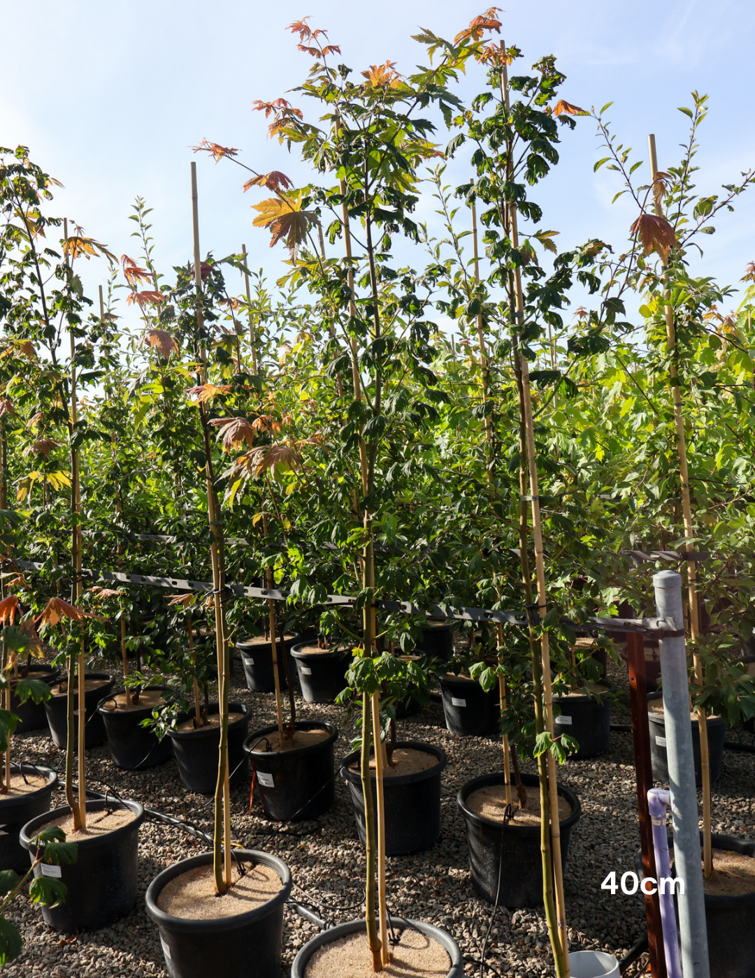 Acer vitifolium - Evergreen Trees Direct