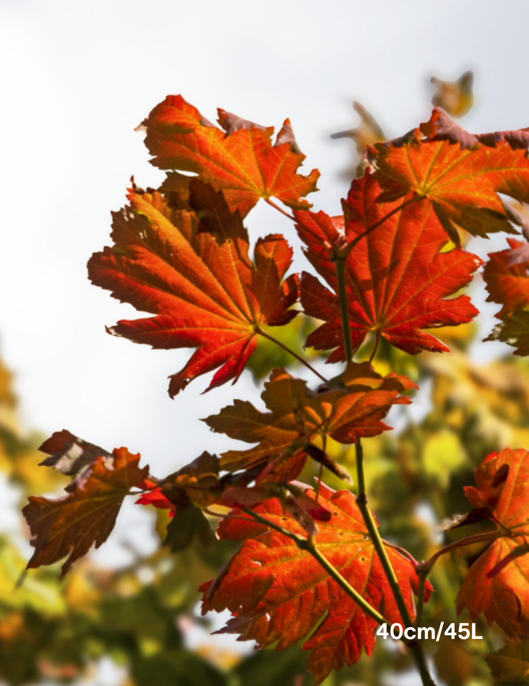 Acer vitifolium - Evergreen Trees Direct