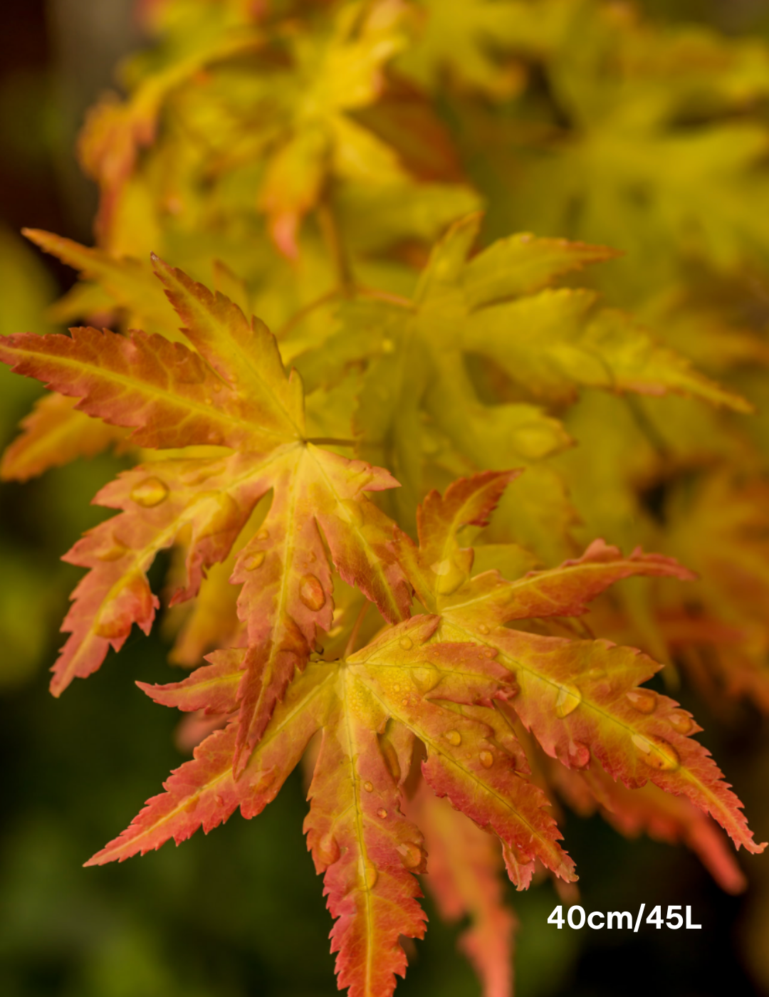 Acer vitifolium - Evergreen Trees Direct