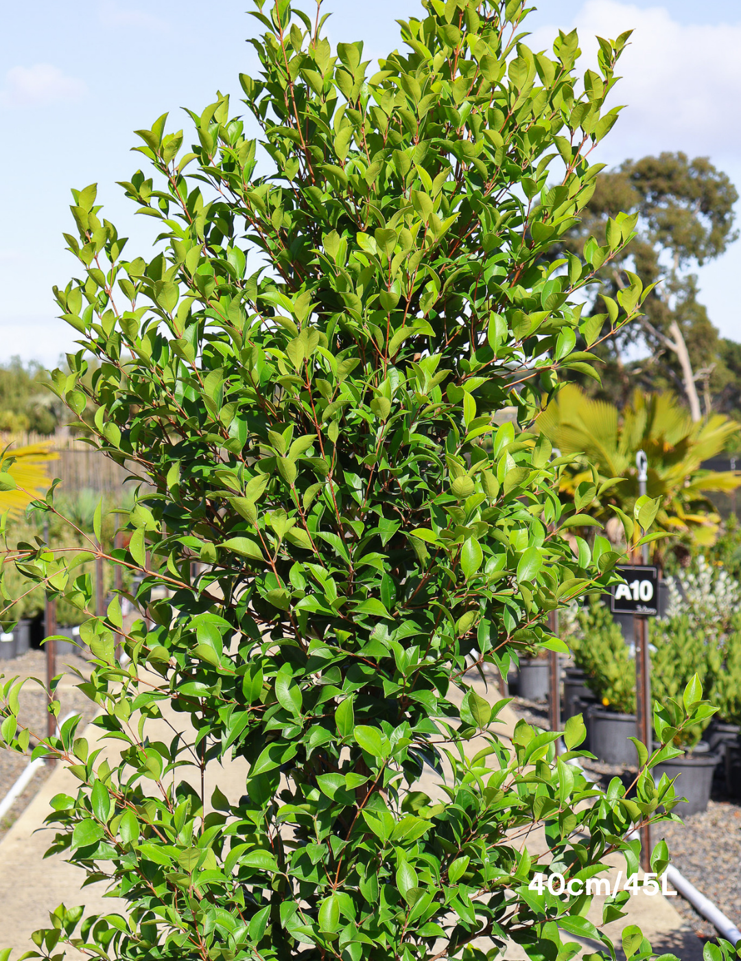 Acmena smithii - Evergreen Trees Direct