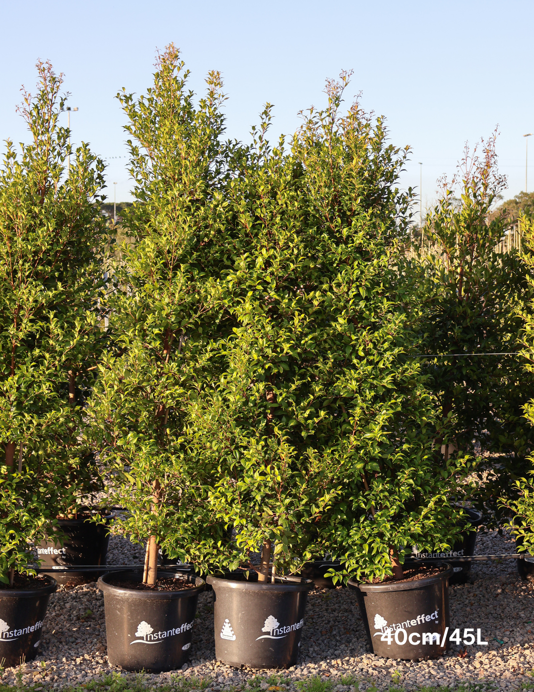 Acmena smithii - Evergreen Trees Direct