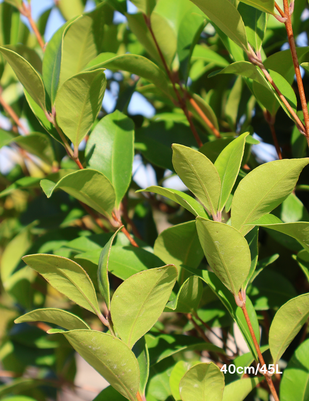 Acmena smithii - Evergreen Trees Direct