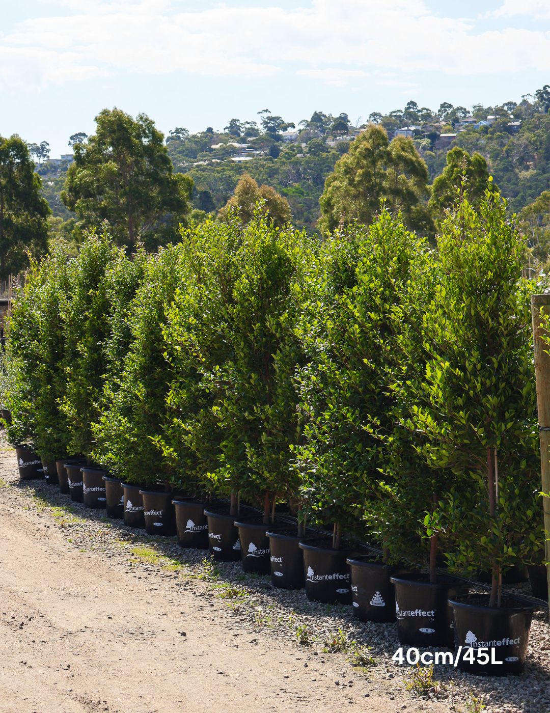 Acmena smithii - Evergreen Trees Direct