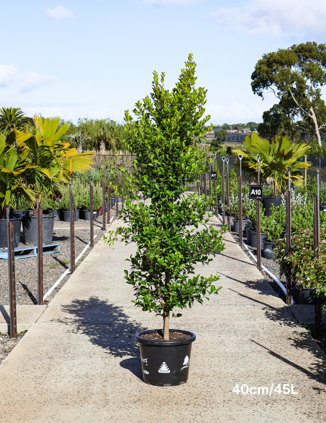 Acmena smithii - Evergreen Trees Direct