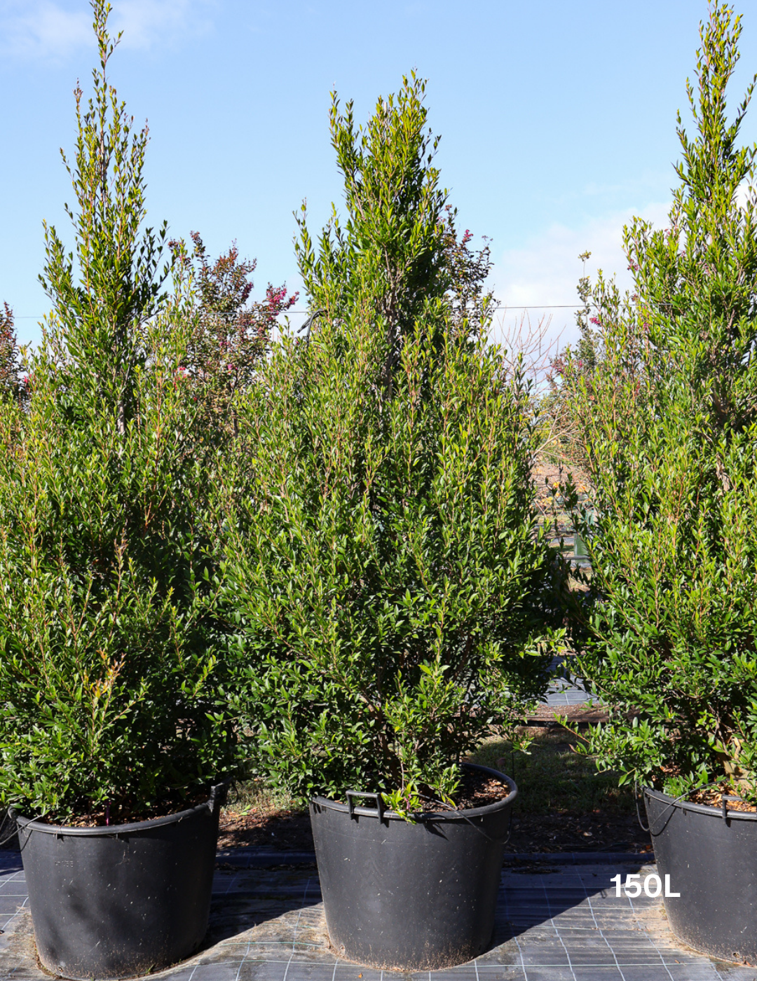 Acmena smithii 'Minor' - Evergreen Trees Direct