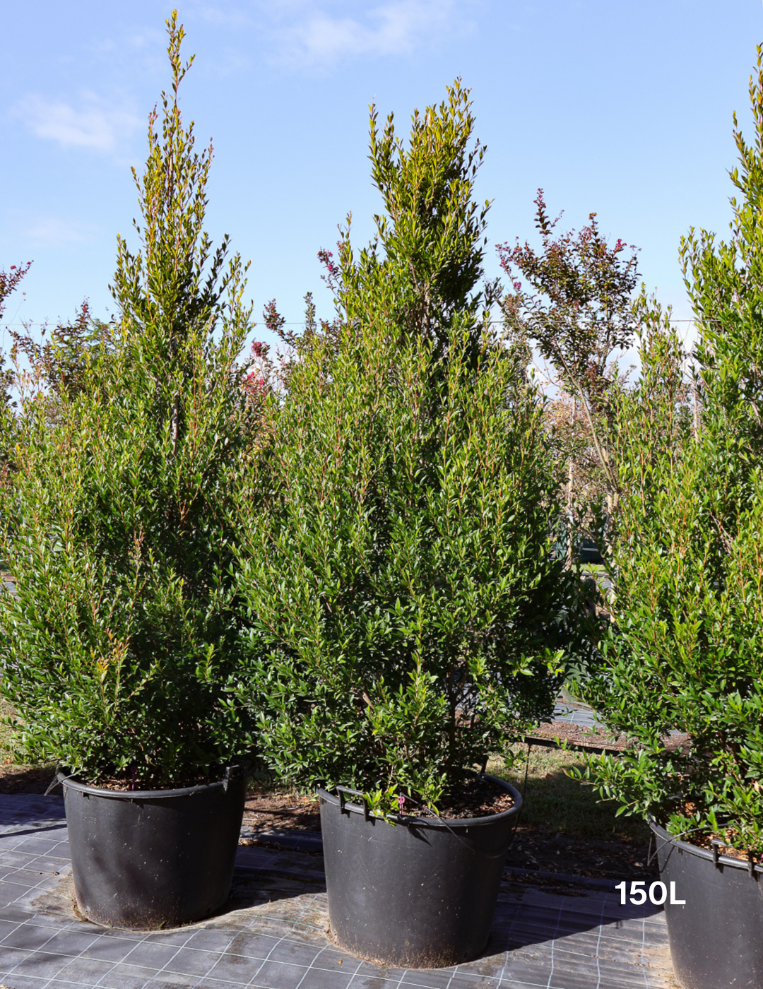 Acmena smithii 'Minor' - Evergreen Trees Direct