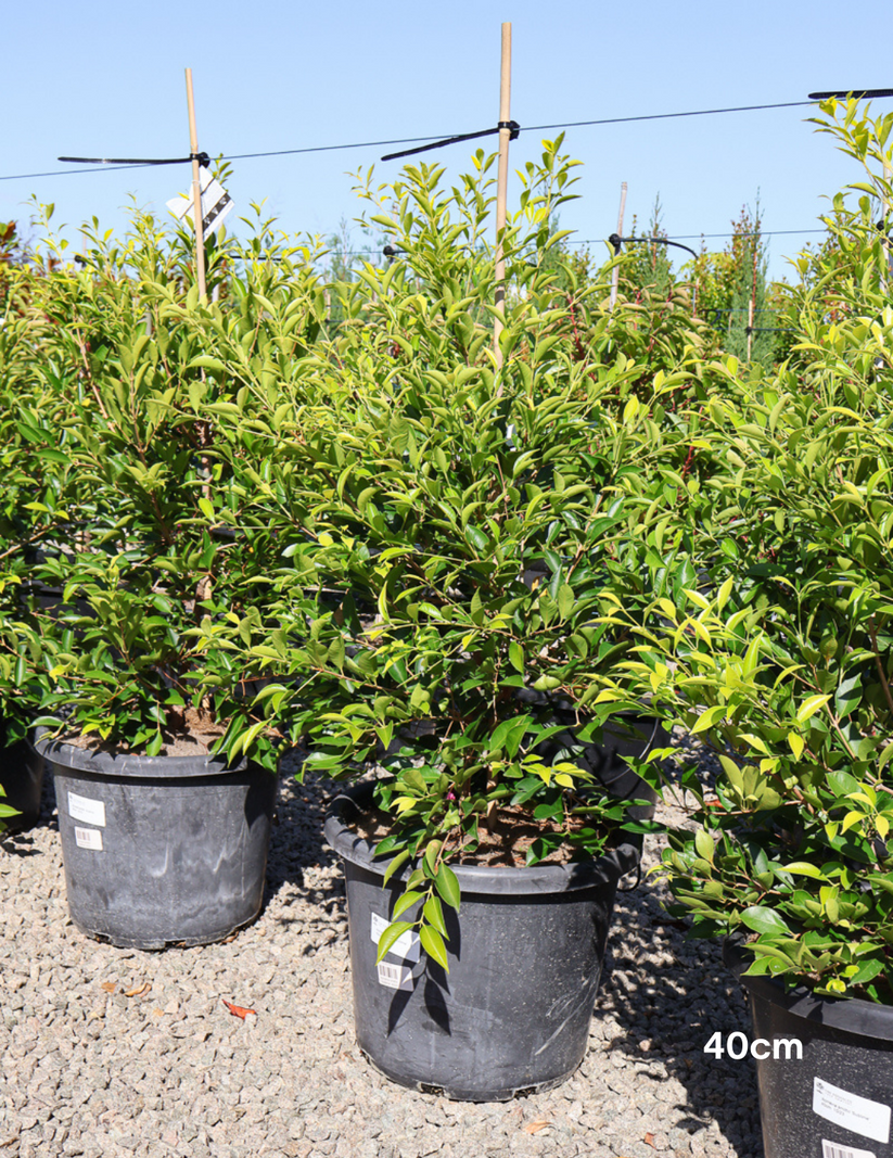 Lilly Pilly - Acmena smithii 'Sublime' - Evergreen Trees Direct