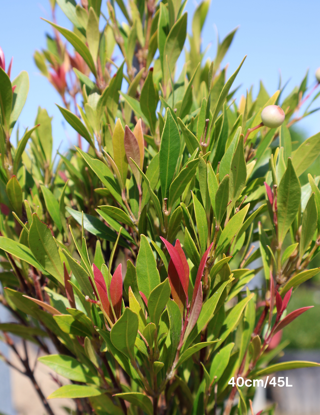 Acmena smithii 'Forest Flame' - Lilly Pilly - Evergreen Trees Direct