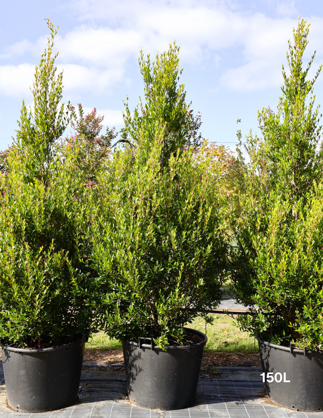 Acmena smithii 'Minor' - Evergreen Trees Direct