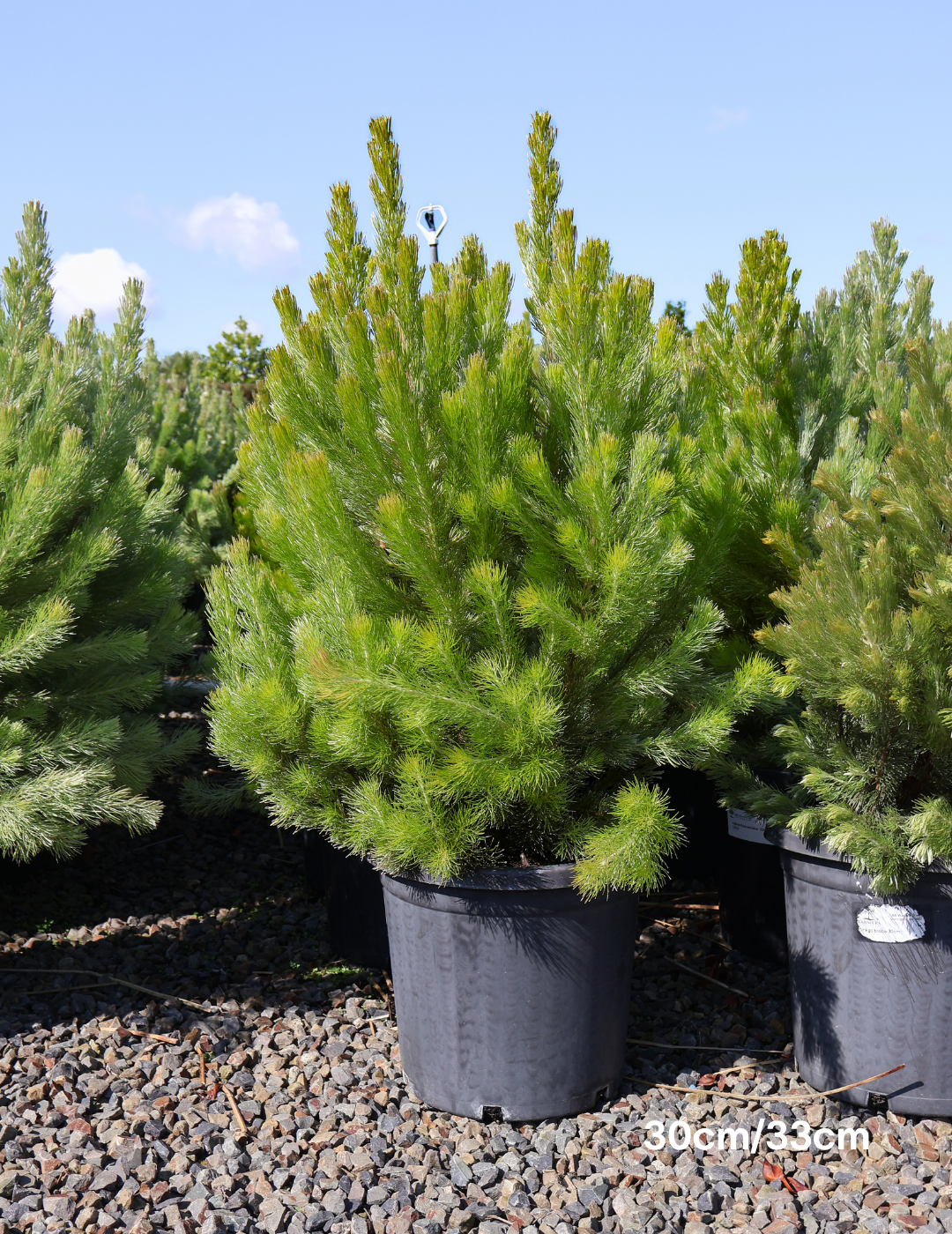 Adenanthos sericeus - Woolly Bush - Evergreen Trees Direct