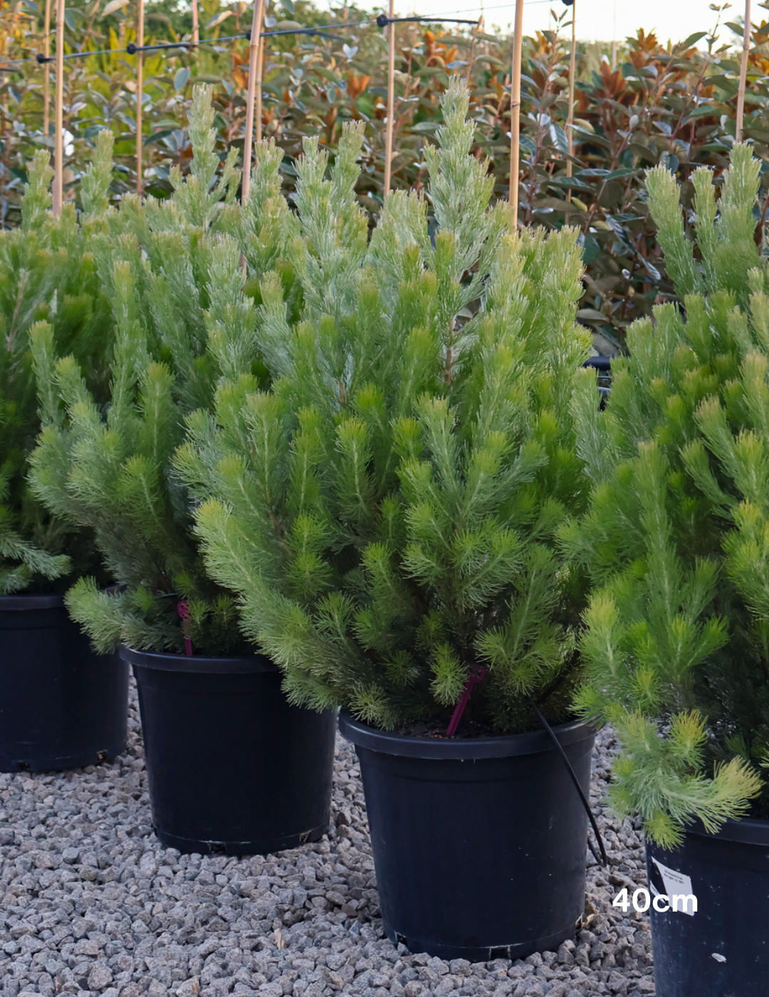 Adenanthos sericeus - Woolly Bush - Evergreen Trees Direct