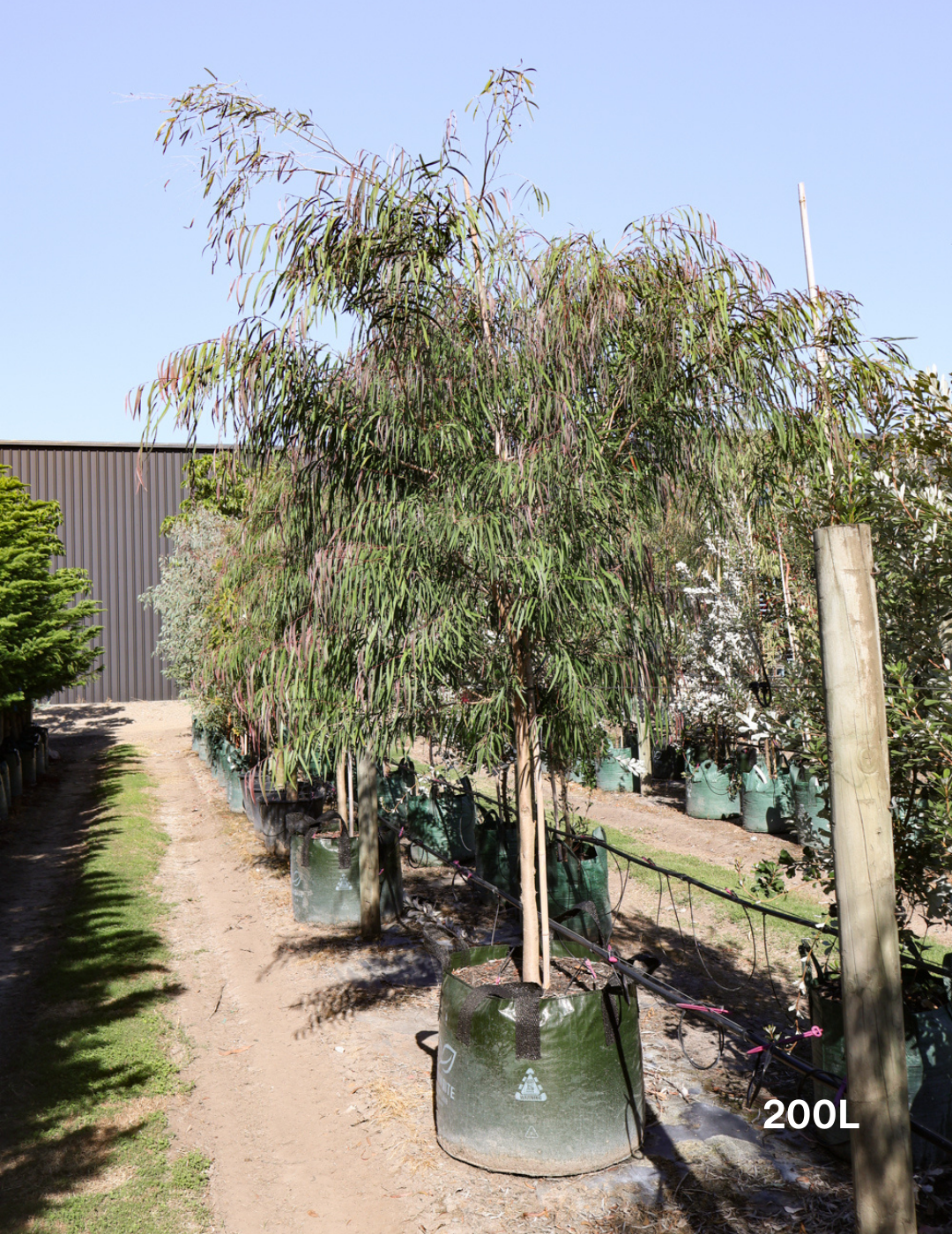 Agonis flexuosa 'Burgundy' - Burgundy Willow Myrtle - Evergreen Trees Direct