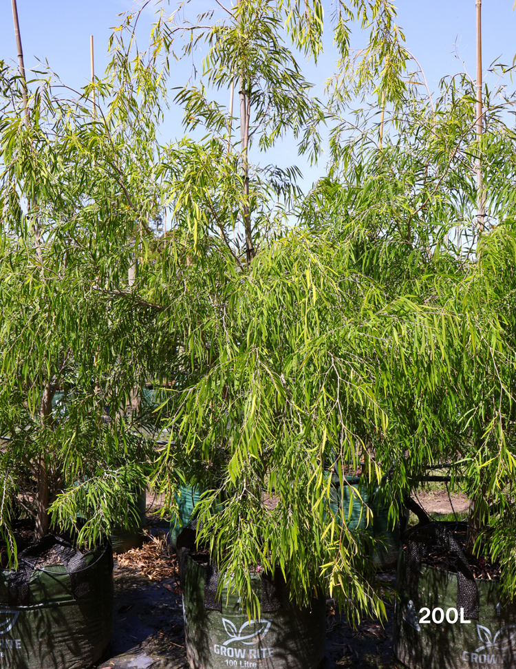 Agonis flexuosa 'Lemon & Lime'