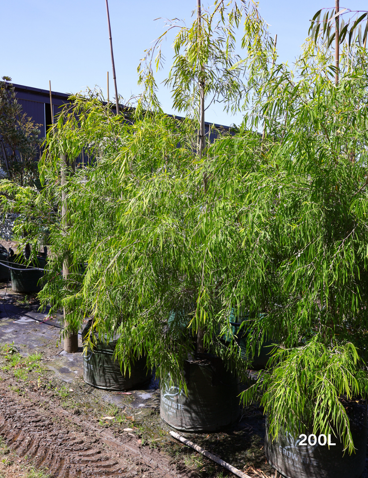 Agonis flexuosa 'Lemon & Lime'