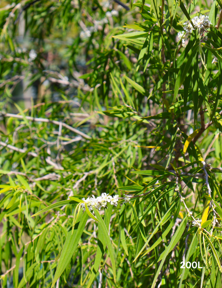 Agonis flexuosa 'Lemon & Lime'