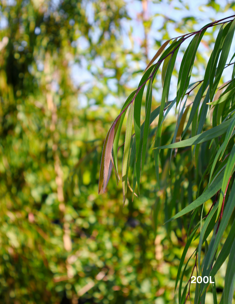 Agonis flexuosa 'Lemon & Lime'