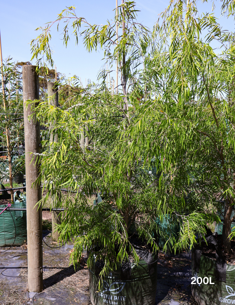 Agonis flexuosa 'Lemon & Lime'