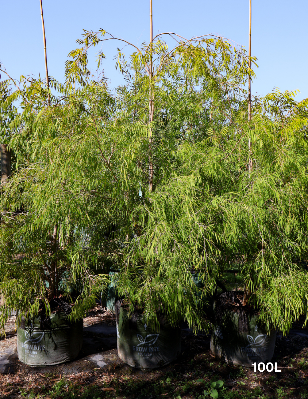 Agonis flexuosa 'Lemon & Lime' - Evergreen Trees Direct