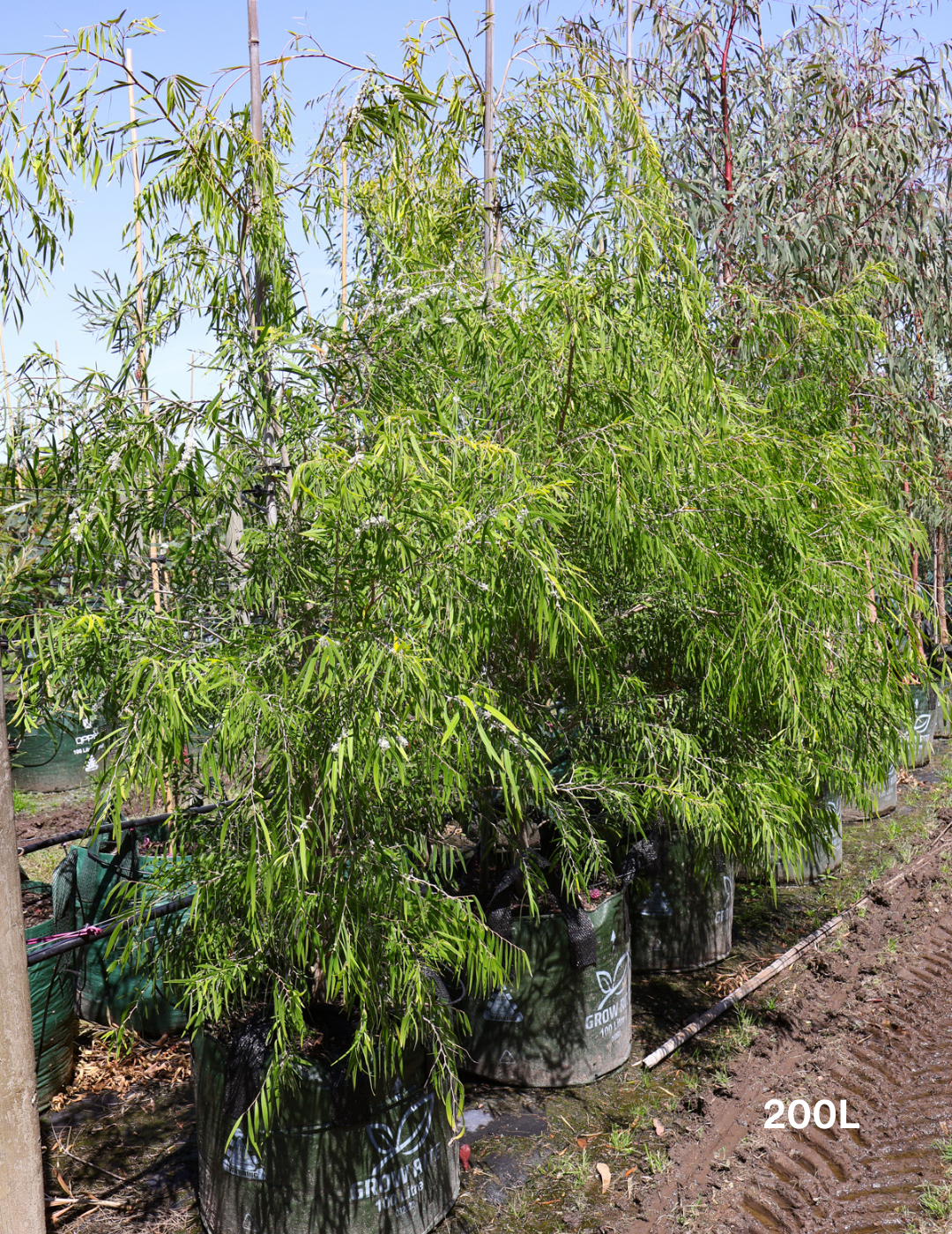 Agonis flexuosa 'Lemon & Lime' - Evergreen Trees Direct