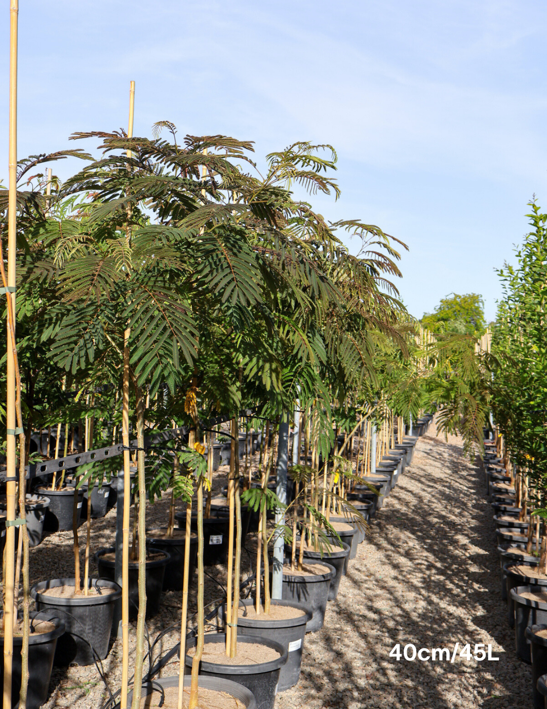 Albizia 'Persian Silk Tree'