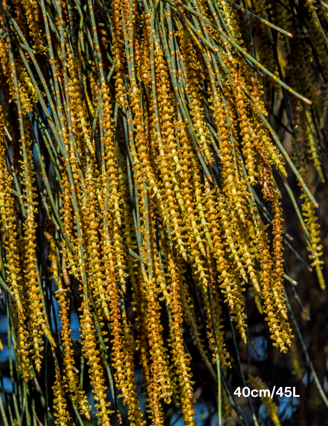 Allocasuarina verticillata - Drooping She Oak - Evergreen Trees Direct